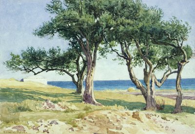 Old Olive Trees, Bordighera by Edwin Bale